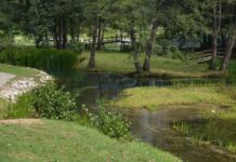 The Palace of the Hebdomon and the Name Magnaura